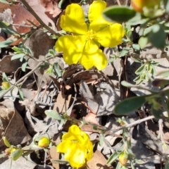 Hibbertia obtusifolia at Carwoola, NSW - 18 Oct 2023