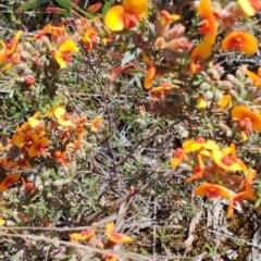 Dillwynia sericea (Egg And Bacon Peas) at Carwoola, NSW - 17 Oct 2023 by LyndalT