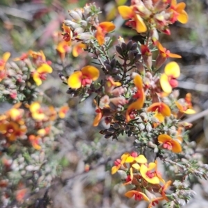 Dillwynia sericea at Carwoola, NSW - 18 Oct 2023 10:14 AM