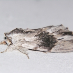 Destolmia lineata (Streaked Notodontid Moth) at Sheldon, QLD - 23 Sep 2007 by PJH123
