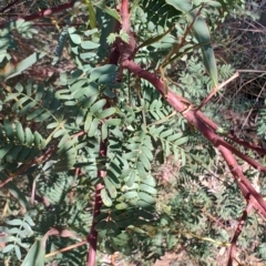 Acacia rubida (Red-stemmed Wattle, Red-leaved Wattle) at Cuumbeun Nature Reserve - 18 Oct 2023 by LyndalT