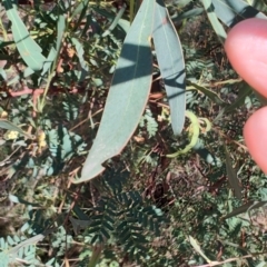 Acacia rubida at Carwoola, NSW - 18 Oct 2023