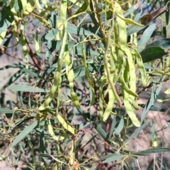 Acacia rubida at Carwoola, NSW - 18 Oct 2023