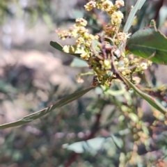 Acacia rubida at Carwoola, NSW - 18 Oct 2023