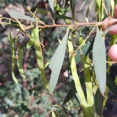 Acacia rubida at Carwoola, NSW - 18 Oct 2023