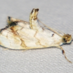 Eudaimonisma batchelorella (Spilomelinae) at Sheldon, QLD - 23 Sep 2007 by PJH123