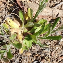 Coronidium scorpioides (Button Everlasting) at Carwoola, NSW - 18 Oct 2023 by LyndalT