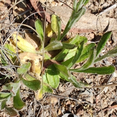 Coronidium scorpioides (Button Everlasting) at Carwoola, NSW - 17 Oct 2023 by LyndalT