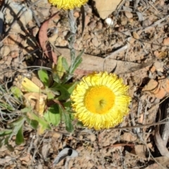 Coronidium scorpioides at Carwoola, NSW - 18 Oct 2023