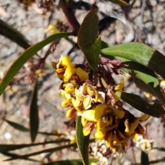 Daviesia mimosoides subsp. mimosoides at QPRC LGA - 17 Oct 2023 by LyndalT