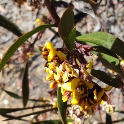 Daviesia mimosoides subsp. mimosoides at QPRC LGA - 17 Oct 2023 by LyndalT