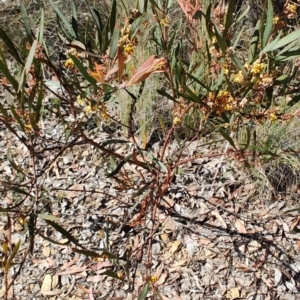 Daviesia mimosoides subsp. mimosoides at Carwoola, NSW - 18 Oct 2023