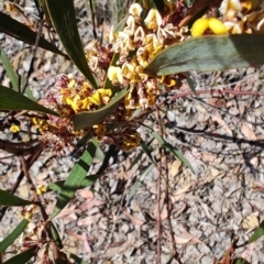 Daviesia mimosoides subsp. mimosoides at Carwoola, NSW - 18 Oct 2023 09:48 AM