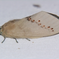 Pinara metaphaea (Pinara Moth) at Sheldon, QLD - 23 Sep 2007 by PJH123