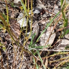 Diuris sulphurea (Tiger Orchid) at Carwoola, NSW - 18 Oct 2023 by LyndalT