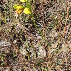 Diuris sulphurea at Carwoola, NSW - 18 Oct 2023