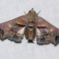 Targalla plumbea (Barred Euteliid) at Sheldon, QLD - 24 Sep 2007 by PJH123