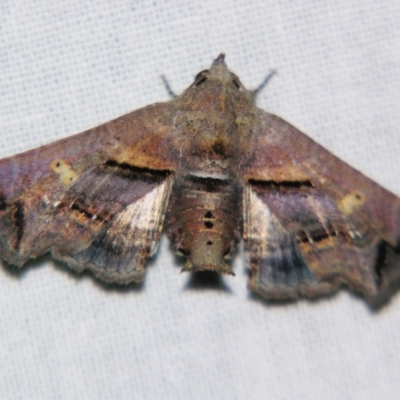 Targalla plumbea (Barred Euteliid) at Sheldon, QLD - 24 Sep 2007 by PJH123