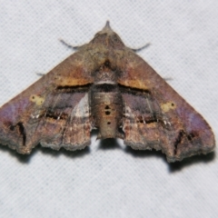 Targalla plumbea at Sheldon, QLD - 24 Sep 2007