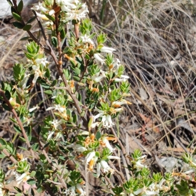 Brachyloma daphnoides (Daphne Heath) at Cuumbeun Nature Reserve - 17 Oct 2023 by LyndalT