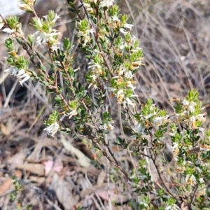 Brachyloma daphnoides at Carwoola, NSW - 18 Oct 2023