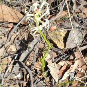 Stackhousia monogyna at Carwoola, NSW - 18 Oct 2023