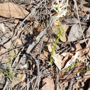 Stackhousia monogyna at Carwoola, NSW - 18 Oct 2023