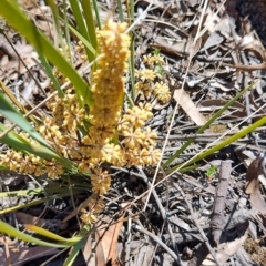 Lomandra multiflora (Many-flowered Matrush) at Carwoola, NSW - 17 Oct 2023 by LyndalT