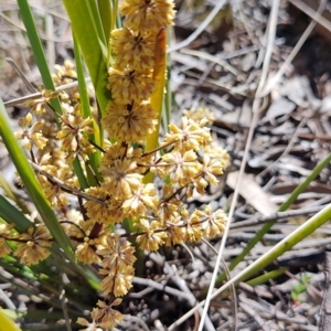 Lomandra multiflora at Carwoola, NSW - 18 Oct 2023 10:28 AM