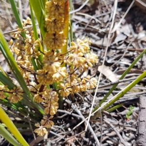 Lomandra multiflora at Carwoola, NSW - 18 Oct 2023 10:28 AM