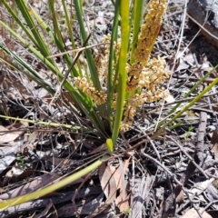 Lomandra multiflora at Carwoola, NSW - 18 Oct 2023