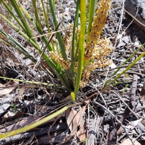 Lomandra multiflora at Carwoola, NSW - 18 Oct 2023 10:28 AM