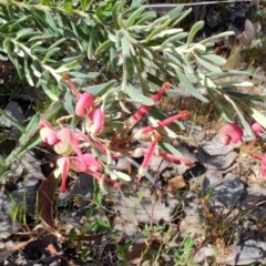 Grevillea lanigera (Woolly Grevillea) at Cuumbeun Nature Reserve - 17 Oct 2023 by LyndalT