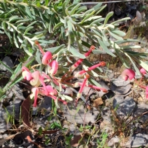 Grevillea lanigera at Carwoola, NSW - 18 Oct 2023 09:54 AM