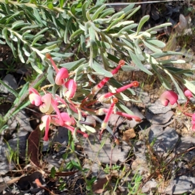 Grevillea lanigera (Woolly Grevillea) at Cuumbeun Nature Reserve - 18 Oct 2023 by LyndalT