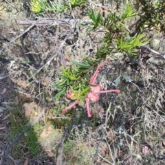 Grevillea lanigera (Woolly Grevillea) at Cuumbeun Nature Reserve - 17 Oct 2023 by LyndalT