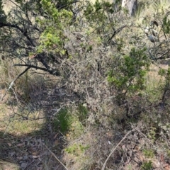 Grevillea lanigera at Carwoola, NSW - 18 Oct 2023