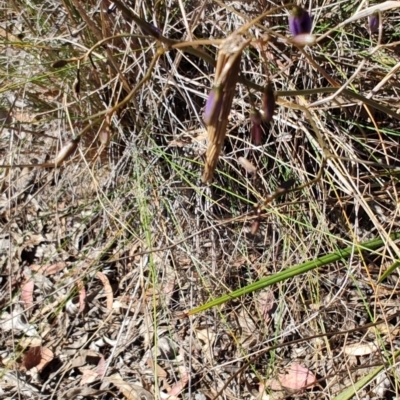 Dianella revoluta var. revoluta (Black-Anther Flax Lily) at Carwoola, NSW - 18 Oct 2023 by LyndalT