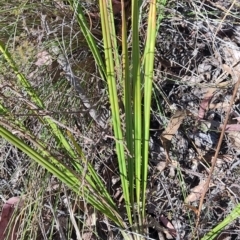 Dianella revoluta var. revoluta at Carwoola, NSW - 18 Oct 2023 10:35 AM