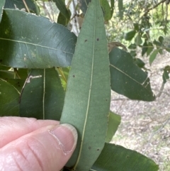 Angophora floribunda (Apple, Rough-barked Apple) at Kangaroo Valley, NSW - 18 Oct 2023 by lbradleyKV