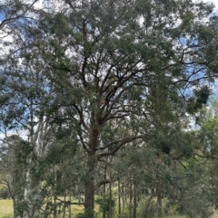 Angophora floribunda at Kangaroo Valley, NSW - 18 Oct 2023