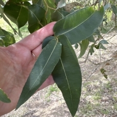 Angophora floribunda at suppressed - 18 Oct 2023