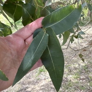 Angophora floribunda at Kangaroo Valley, NSW - 18 Oct 2023