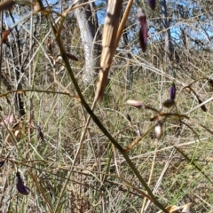 Lepidoscia arctiella (Tower Case Moth) at Cuumbeun Nature Reserve - 18 Oct 2023 by LyndalT