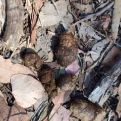 Vombatus ursinus (Common wombat, Bare-nosed Wombat) at Carwoola, NSW - 17 Oct 2023 by LyndalT