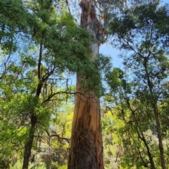 Eucalyptus globulus subsp. pseudoglobulus (Victorian Eurabbie) at Toorloo Arm, VIC - 18 Oct 2023 by Steve818