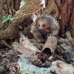 Tachyglossus aculeatus (Short-beaked Echidna) at National Arboretum Forests - 18 Oct 2023 by IanH