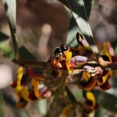 Exoneura sp. (genus) (A reed bee) at Captains Flat, NSW - 18 Oct 2023 by Csteele4