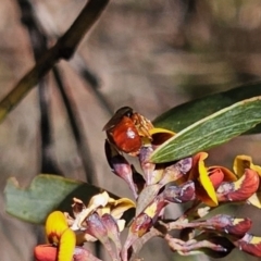 Exoneura sp. (genus) at Captains Flat, NSW - 18 Oct 2023