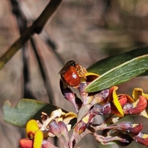 Exoneura sp. (genus) at Captains Flat, NSW - 18 Oct 2023